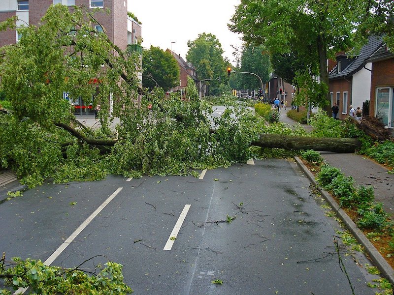 fallen tree after a storm